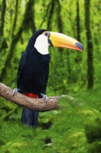 Toco toucan (Ramphastos toco)