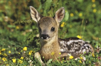 Roe Deer (capreolus capreolus), Fawn laying in Flowers, Normandy