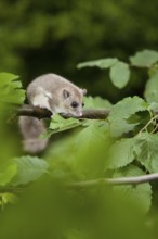 Edible dormouse (Glis glis) Rhineland-Palatinate, Germany, Europe