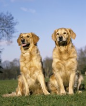 Golden Retriever, Dogs sitting on Grass