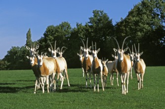 Scimitar Horned scimitar oryx (Oryx dammah), herd, This species is now extinct in the wild
