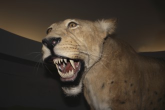 Saber-toothed cat, Homotherium serum, saber-toothed cat disappeared 10 000 years ago, Beringie