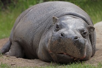 Pygmy hippopotamus (Hexaprotodon liberiensis)