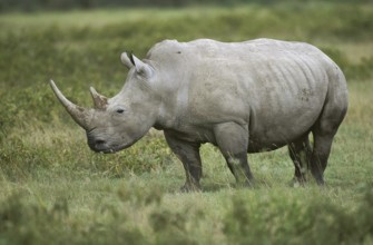 WHITE RHINOCEROS (ceratotherium simum) ADULT IN SAVANNAH, SOUTH AFRICA