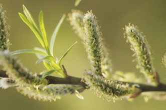 White Willow (Salix alba), male catkins, North Rhine-Westphalia, Germany, Europe