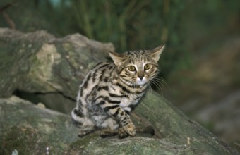Black-footed cat (felis nigripes)