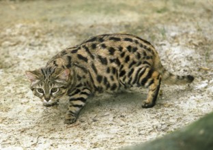 Black-footed cat (felis nigripes), adult