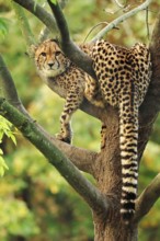 Cheetah (Acinonyx jubatus) in tree