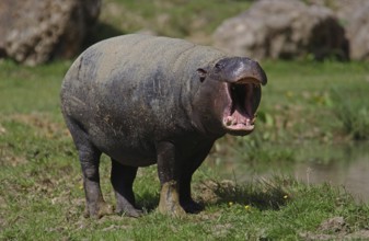 Pygmy Hippopotamus (choeropsis liberiensis), Adult Yawning