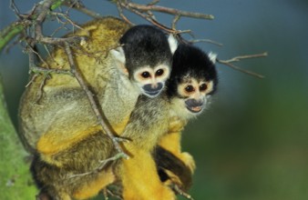 Squirrel Monkey (saimiri sciureus)