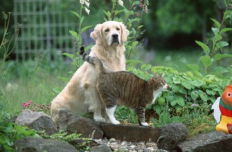 Golden Retriever and Domestic Cat