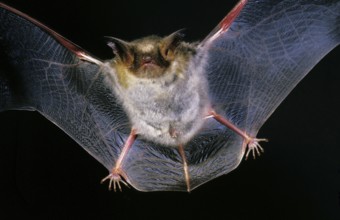 Greater mouse-eared bat (myotis myotis), adult in flight