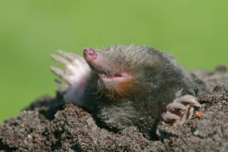 European Mole (Talpa europaea), North Rhine-Westphalia, Germany, Europe