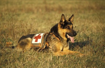 GERMAN SHEPHERD RESCUE DOG