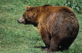 BROWN BEAR (ursus arctos), ADULT STANDING ON GRASS