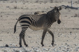 Mountain zebra (Equus zebra hartmannae), Etosha National Park, Namibia, Africa