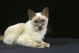 Balinese domestic cat, adult lying against black bakcground
