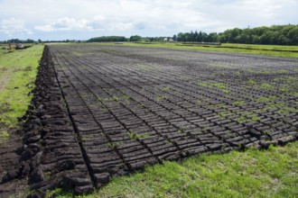 Peat pond, Wilhelmsfehn, Wiesmoor, Aurich, Lower Saxony, Germany, Europe