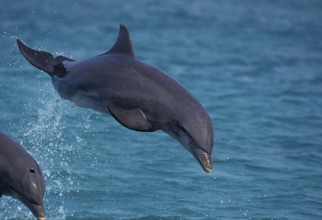 Bottlenose Dolphin (tursiops truncatus), Adult Leaping, Honduras, Central America