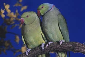 Rose Ringed Parakeet (psittacula krameri), Pair standing on Branch