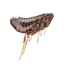 Flea (Ceratophyllus gallinae) in side view