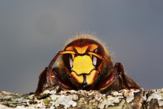 Hornet, vespa crabo, Adult, Normandy