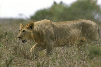 AFRICAN LION (panthera leo), FEMALE WALKING ON LONG GRASS, KENYA