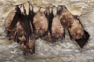 Greater Horsehoe Bat (rhinolophus ferrumequinum), Colony Hibernating in a Cave, Normandy