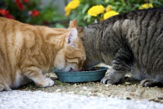 Red tabby and brown tabby domestic cat, cats eating, Normandy
