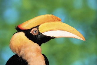 Greater Indian great hornbill (Buceros bicornis), female, side, profile