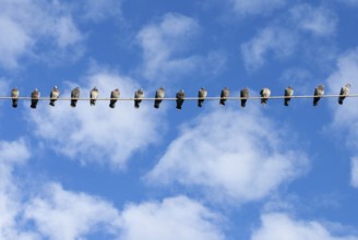 A row of domestic pigeons (Columba livia domestica) sitting next to each other side by side on a