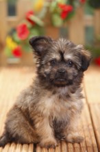 Mongrel dog, puppy, 11 weeks (Pomeranian x Chihuahua), Pomchi, Chiranian