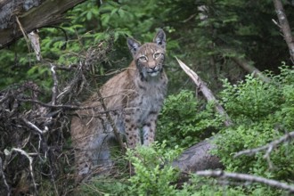 Female Eurasian lynx (Lynx lynx) in the forest, Wildpark Mautern, Styria, Austria, Europe