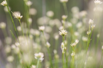 White beak-sedge (Rhynchospora alba), many flowers in a bog, Emsland, Lower Saxony, Germany, Europe