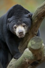 Sun bear (Helarctos malayanus) Sun bear