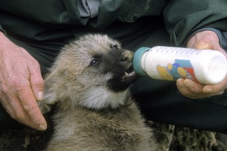 Maned wolf (chrysocyon brachyurus), pup with food bottle