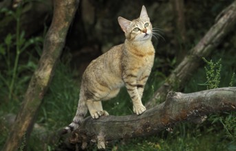 African Wildcat (felis silvestris lybica), Adult on Branch