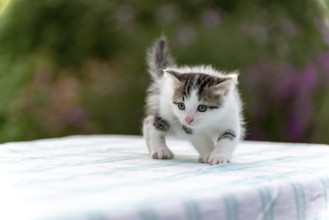 Spotted kitten standing on a table in the garden