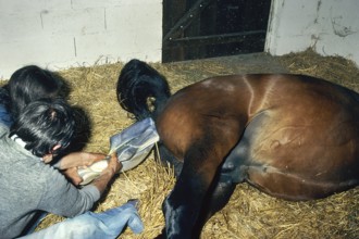 Vet helps mare foal