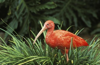 Scarlet Ibis (eudocimus ruber), Adult