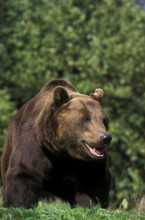 Brown Bear (ursus arctos), Adult