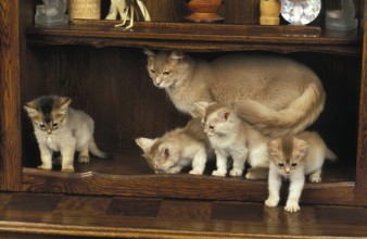 Fawn Somali Domestic Cat, Mother with Kitten standing on sideboard