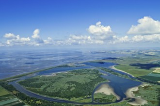 Kronenoch nature reserve, Speicherkoog, Dithmarschen, Schleswig-Holstein, Germany, Europe