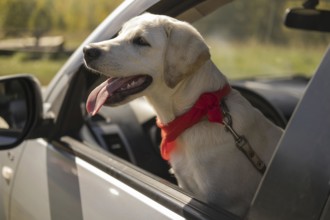 Cute dog with red bandana car. High resolution photo