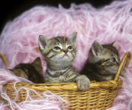 Brown Tabby Domestic Cat, Kittens playing in Basket with Wool
