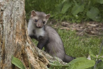 Beech Marten (Martes foina), Germany, Europe