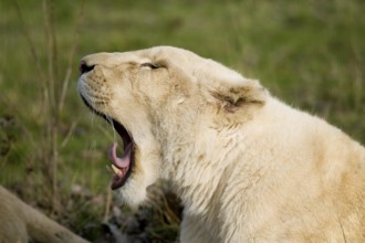 White Lion (panthera leo) krugensis, Female Yawning