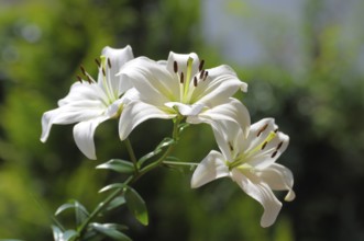 White lilies (Lilium) in the garden flowering hybrid