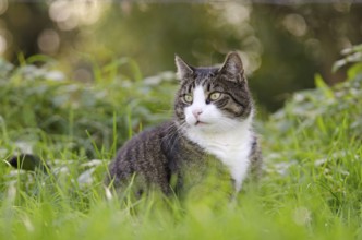 Domestic cat