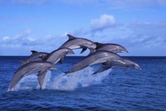 Bottlenose dolphins (Tursiops truncatus), page